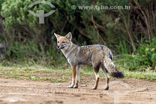  Pampas fox (Lycalopex gymnocercus) - Aparados da Serra National Park  - Cambara do Sul city - Rio Grande do Sul state (RS) - Brazil