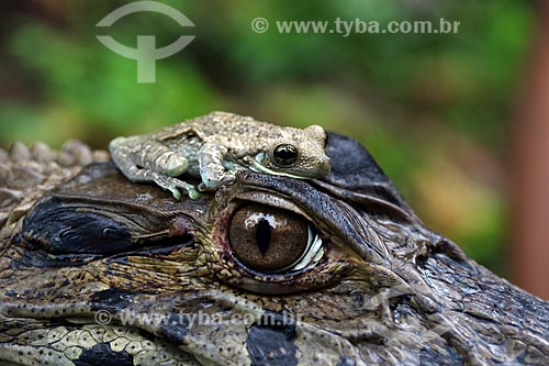  Detail of symbiosis between black caiman (Melanosuchus niger) and frog  - Manacapuru city - Amazonas state (AM) - Brazil