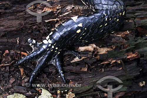  Detail of Black Caiman (Melanosuchus niger)  - Manacapuru city - Amazonas state (AM) - Brazil