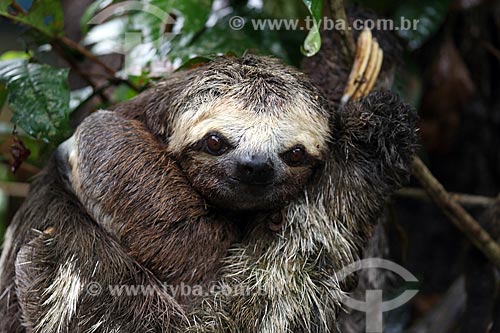  Detail of sloth - Amazon Rainforest  - Manacapuru city - Amazonas state (AM) - Brazil