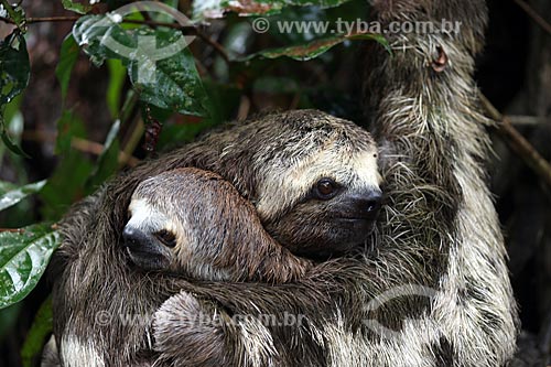  Detail of sloth and puppy - Amazon Rainforest  - Manacapuru city - Amazonas state (AM) - Brazil