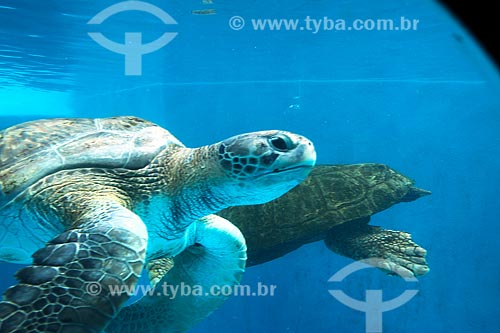  Detail of green sea turtles (Chelonia mydas) - also known as Green turtle, Black sea turtle or Pacific green turtle - TAMAR Project headquarter - Papa Square (Pope Square)  - Vitoria city - Espirito Santo state (ES) - Brazil