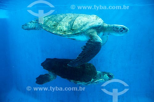  Detail of green sea turtles (Chelonia mydas) - also known as Green turtle, Black sea turtle or Pacific green turtle - TAMAR Project headquarter - Papa Square (Pope Square)  - Vitoria city - Espirito Santo state (ES) - Brazil