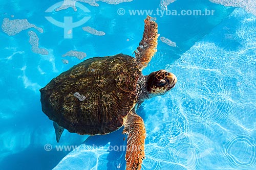  Detail of green sea turtle (Chelonia mydas) - also known as Green turtle, Black sea turtle or Pacific green turtle - TAMAR Project headquarter - Papa Square (Pope Square)  - Vitoria city - Espirito Santo state (ES) - Brazil