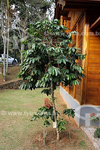  Coffee plant - farm - Arace district rural zone  - Domingos Martins city - Espirito Santo state (ES) - Brazil