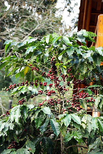  Detail of coffee plant - farm - Arace district rural zone  - Domingos Martins city - Espirito Santo state (ES) - Brazil