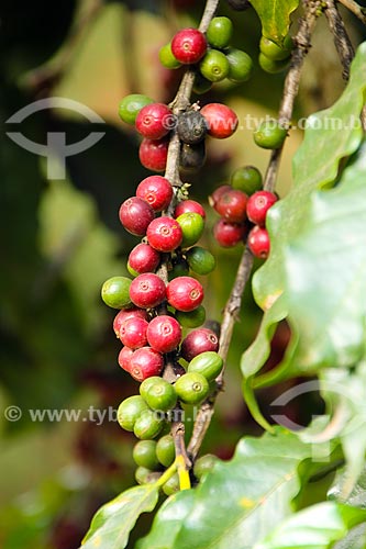  Detail of coffee plant - farm - Arace district rural zone  - Domingos Martins city - Espirito Santo state (ES) - Brazil