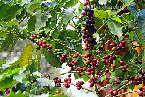  Detail of coffee plant - farm - Arace district rural zone  - Domingos Martins city - Espirito Santo state (ES) - Brazil