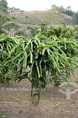  Pitaya (Hylocereus) plantation  - Espirito Santo state (ES) - Brazil