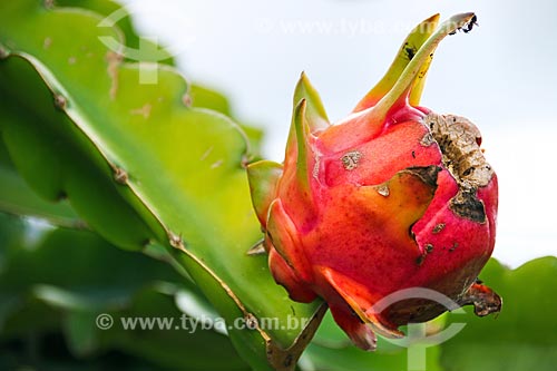  Detail of pitaya (Hylocereus) plantation  - Espirito Santo state (ES) - Brazil