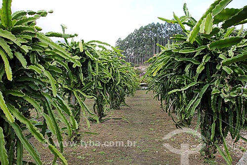  Pitaya (Hylocereus) plantation  - Espirito Santo state (ES) - Brazil
