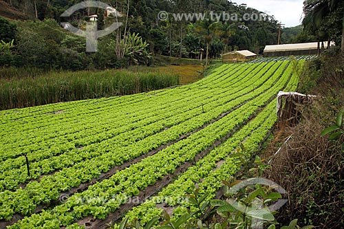  Lettuce plantation  - Espirito Santo state (ES) - Brazil