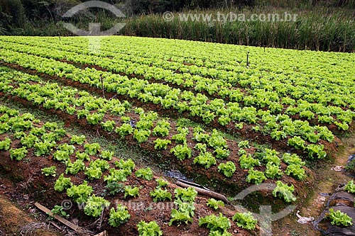  Lettuce plantation  - Espirito Santo state (ES) - Brazil