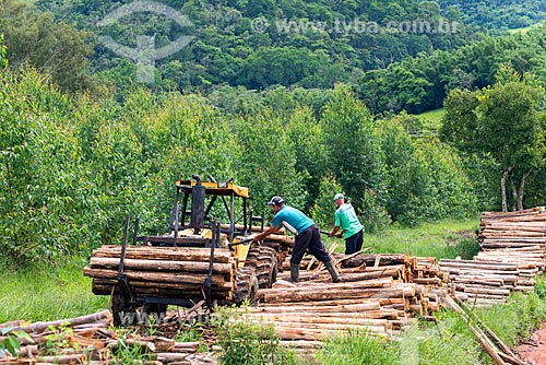  Tractor carrying eucalyptus trunks  - Santa Branca city - Sao Paulo state (SP) - Brazil