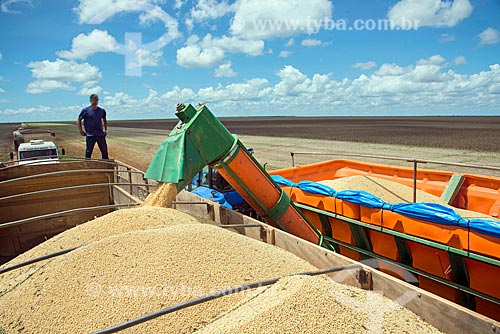  Soybean unloading during mechanized harvesting  - Formosa do Rio Preto city - Bahia state (BA) - Brazil