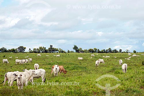  Nelore cattle raising in the pasture  - Araguaina city - Tocantins state (TO) - Brazil