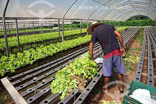  Rural worker packing lettuce of hydroponic kitchen garden  - Palmas city - Tocantins state (TO) - Brazil