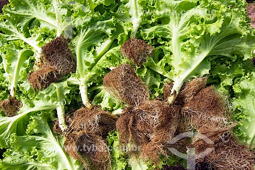  Detail of lettuce root of hydroponic kitchen garden  - Palmas city - Tocantins state (TO) - Brazil