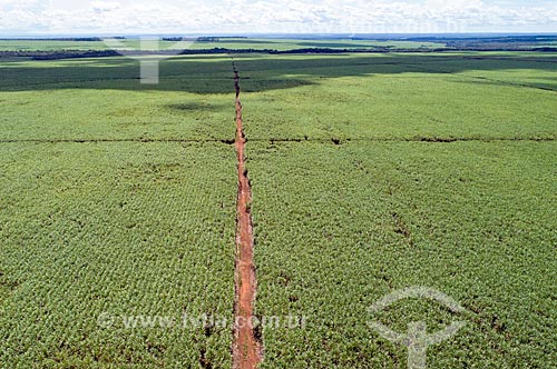  Aerial photo of sugarcane plantation  - Pedro Afonso city - Tocantins state (TO) - Brazil