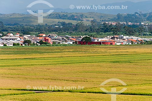  Rice plantation with the Cacapava city in the background  - Cacapava city - Sao Paulo state (SP) - Brazil
