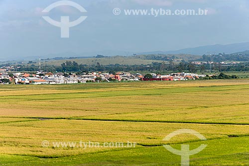  Rice plantation with the Cacapava city in the background  - Cacapava city - Sao Paulo state (SP) - Brazil