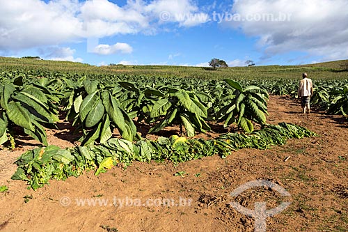  Tobacco leafs harvest - Guarani city rural zone  - Guarani city - Minas Gerais state (MG) - Brazil