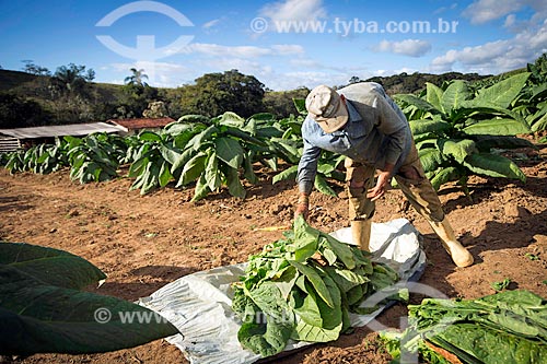  Tobacco leafs harvest - Guarani city rural zone  - Guarani city - Minas Gerais state (MG) - Brazil