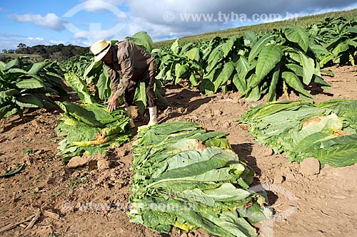  Tobacco leafs harvest - Guarani city rural zone  - Guarani city - Minas Gerais state (MG) - Brazil