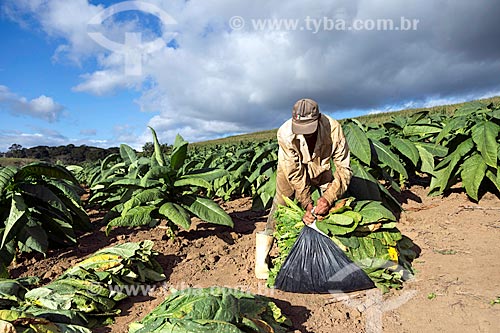  Tobacco leafs harvest - Guarani city rural zone  - Guarani city - Minas Gerais state (MG) - Brazil