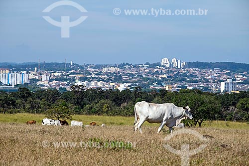  Cattle raising in the pasture - Sao Carlos city rural zone with the city in the background  - Sao Carlos city - Sao Paulo state (SP) - Brazil