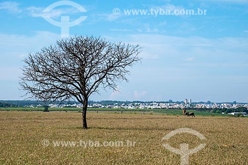  Dry tree in the pasture - Sao Carlos city rural zone with the city in the background  - Sao Carlos city - Sao Paulo state (SP) - Brazil