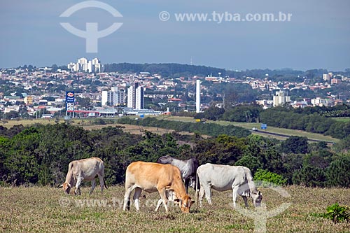  Cattle raising in the pasture - Sao Carlos city rural zone with the city in the background  - Sao Carlos city - Sao Paulo state (SP) - Brazil