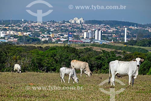  Cattle raising in the pasture - Sao Carlos city rural zone with the city in the background  - Sao Carlos city - Sao Paulo state (SP) - Brazil