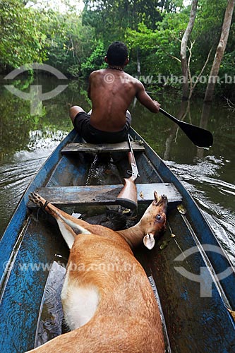  Riverine taking deer in your canoe - hunted in amazon rainforest  - Amazonas state (AM) - Brazil