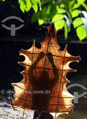  Handmade tanning of leather of the deer - amazon rainforest  - Amazonas state (AM) - Brazil