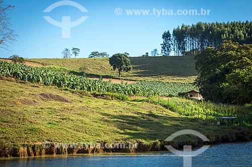  View of farm with tobacco plants plantation on the banks of the river- Guarani city rural zone  - Guarani city - Minas Gerais state (MG) - Brazil