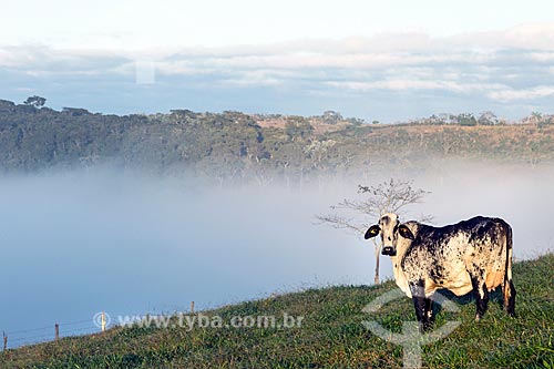  Cattle raising in the pasture of guarani city rural zone during the dawn  - Guarani city - Minas Gerais state (MG) - Brazil