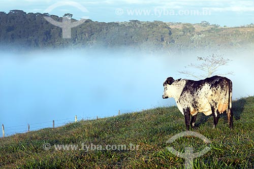  Cattle raising in the pasture of guarani city rural zone during the dawn  - Guarani city - Minas Gerais state (MG) - Brazil