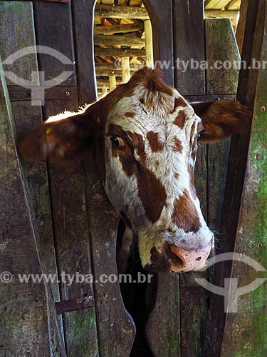  Detail of corral to cattle vaccination  - Lajeado city - Rio Grande do Sul state (RS) - Brazil