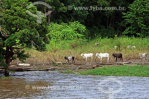  Cattle raising - grazing - Amazonas River waterfront between the Manaus and Itacoatiara cities  - Manaus city - Amazonas state (AM) - Brazil