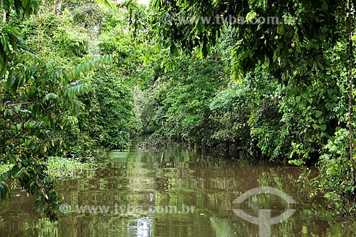  Igarape - Amazonas River near to Parintins city  - Parintins city - Amazonas state (AM) - Brazil