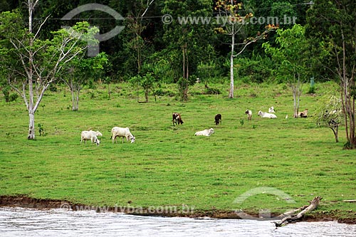  Cattle raising - grazing - Amazonas River waterfront near to Parintins city  - Parintins city - Amazonas state (AM) - Brazil