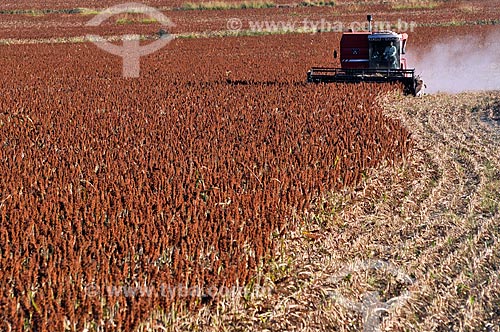  Sorgho mechanized harvesting  - Balsamo city - Sao Paulo state (SP) - Brazil