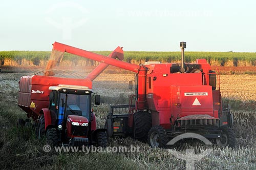  Sorgho mechanized harvesting  - Balsamo city - Sao Paulo state (SP) - Brazil