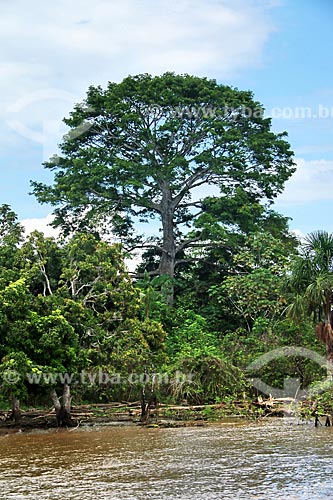 Chestnut tree (castanea sativa) on the banks of the Amazonas River near to Itacoatiara city  - Itacoatiara city - Amazonas state (AM) - Brazil