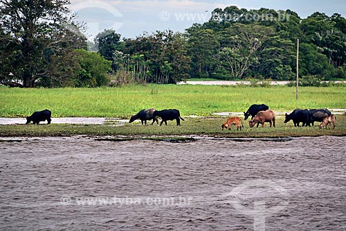  Cattle raising on the banks of the Amazonas River near to Manaus city  - Manaus city - Amazonas state (AM) - Brazil