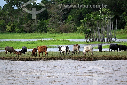  Cattle raising on the banks of the Amazonas River near to Manaus city  - Manaus city - Amazonas state (AM) - Brazil