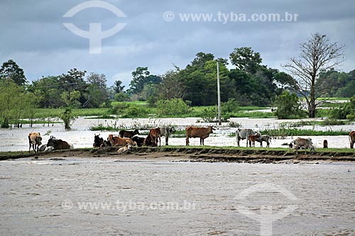  Cattle raising on the banks of the Amazonas River near to Manaus city  - Manaus city - Amazonas state (AM) - Brazil