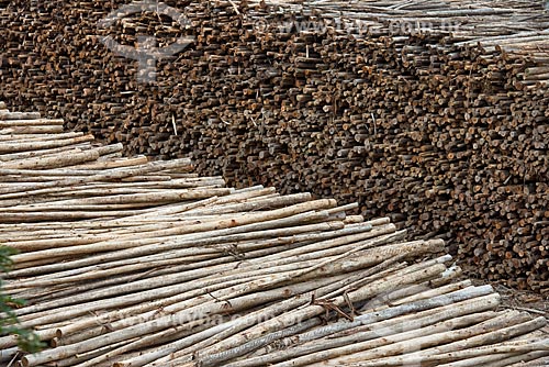  View of stacks of tree trunks of the Fibria Celulose factory  - Jacarei city - Sao Paulo state (SP) - Brazil