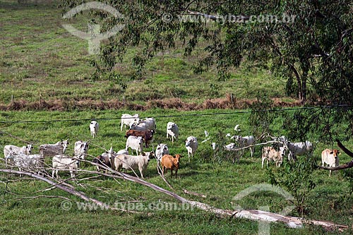  Cattle raising in the pasture - Jacarei city rural zone  - Jacarei city - Sao Paulo state (SP) - Brazil